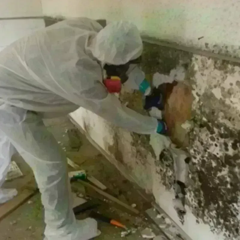 Mold Remediation and Removal in Three Lakes, WA